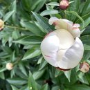 갈산정기시장 이미지