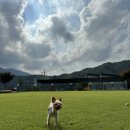 까망펜션 | 가평애견동반펜션 , 까망봉다리 내돈내산후기🖼️🤍