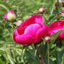 꽃, 이어라 이미지