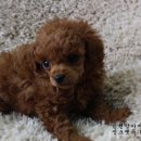 복이애견샵 이미지