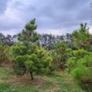 금송농장2 이미지