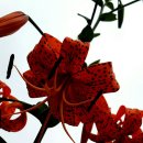 전이랑 순이랑 이미지