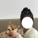 경기도 수원시 팔달구 효원로219번길 48 (인계동) | 수원 인계동 댕더월드 애견카페 내돈내산 후기