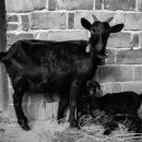 옥천 염소맛집 이미지