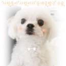 정선옥 | 정선옥님의 사랑이 / 수술후기