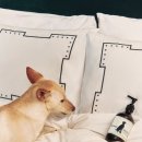 럭셔리 펫 이미지