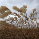 (주)샛별관광
