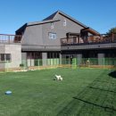 개들의왕국 이미지