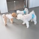 해이당 부산애견호텔 강아지유치원 반려견미용 목욕 교육 훈련 | [반려견유치원] 대구 중구 강아지 유치원 모여라 댕댕 등원 후기 🐶💛