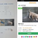 달강아지 연합뉴스