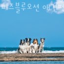 더 퍼피즈 블루오션 이미지