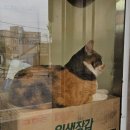 훈짱 왕만두 이미지