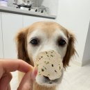 꼬소한댕 이미지