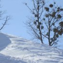 대관령사슴목장 이미지