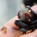 정의선농장 이미지