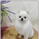아이러브 독 | 인천애견분양 직접보고결정! 아이러브독후기