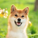 잠실25시동물병원 네이버블로그