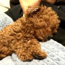 초초펫 네이버블로그