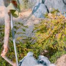 달보드레하다 이미지