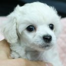 푸들푸들 이미지