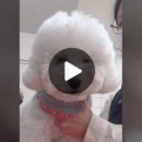 덕이펫