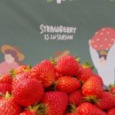 딸기밭 부농 이미지