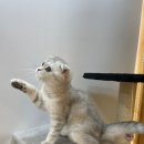 하이바이 분양소 이미지