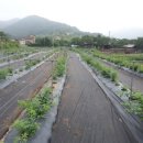 대곡농장 이미지