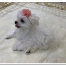 더케이펫 강아지분양 이미지