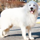 플란다스의 개 이미지