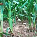 구름밭농장 이미지