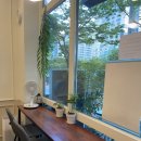 상무꼬까 이미지