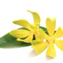 일랑일랑 이미지