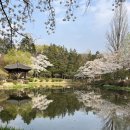 일동행정복지센터사거리-공원방향 | (대회) 2025년 경주벚꽃마라톤, 후기 및 숙소,맛집, 인증샷 꿀팁