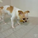 더케어벳 네이버블로그