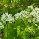 냉이꽃 민박 이미지