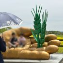 관식이 농장 | 고창 청보리밭 축제, 드라마 ‘폭싹 속았수다’ 애순이와 관식이 키스신을 찍었던 그곳, 방문했어요~