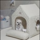 퍼피애견샵 이미지