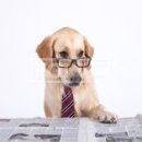 꼼지락 강아지 이미지