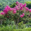 남평문씨본리세거지 주차장 안 | 남평문씨 본리 세거지 능소화