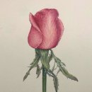 보태니컬 아트 이미지