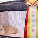 샤인모어 이미지