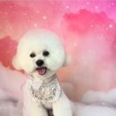 수정애견미용실 이미지