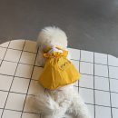 전주홍산유치원 | 전주애견유치원 어디 맡길지 고민했다면? 내돈내산 후기