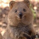 숲속은성 | 가을 낋여옴