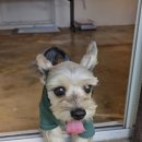 더슈나애견펜션 이미지