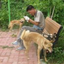 진도개천국 이미지