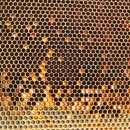 아빠 벌꿀 농장 이미지