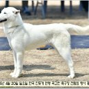 수컷 이미지