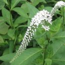 신장초등학교 이미지